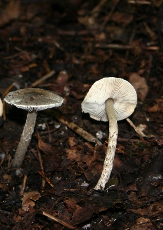 Lepiota (cfr. Lepiota grangei/L.griseovirens)